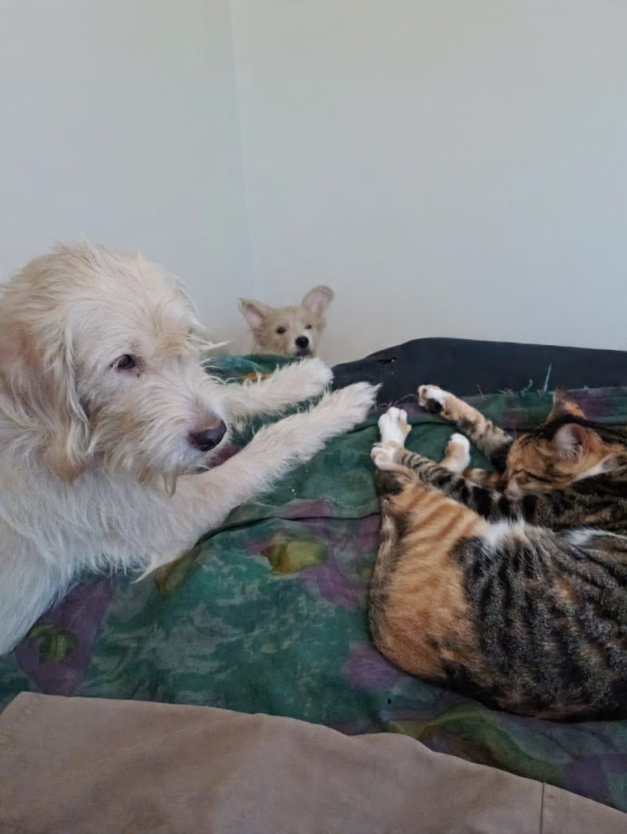 Ru1 D. Silva tweet media