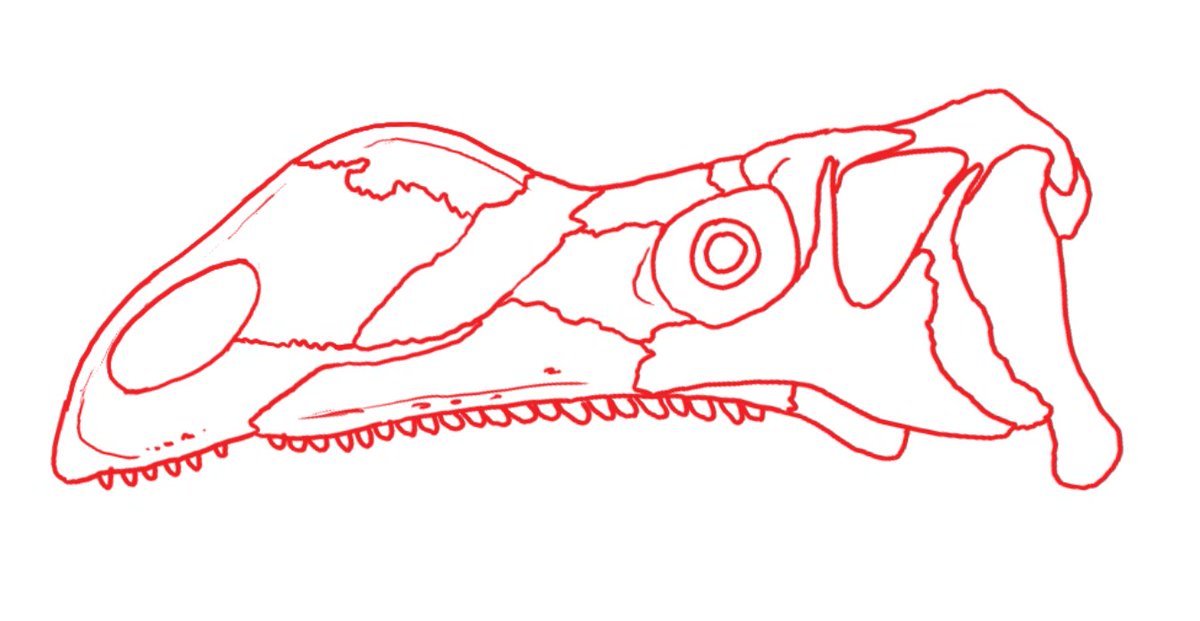 DanPalaeon1's tweet photo. This is based on a very quick reconstruction I made based on the new paper, which suggests a kind of "pseudonares" enveloped entirely by the premaxilla. Reconstructing this area can still achieve the more conventional appearance. https://t.co/vTvGi9xXeX