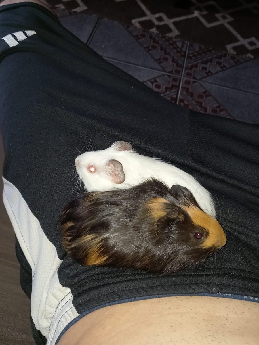 LSᶜʳᶠ tweet media