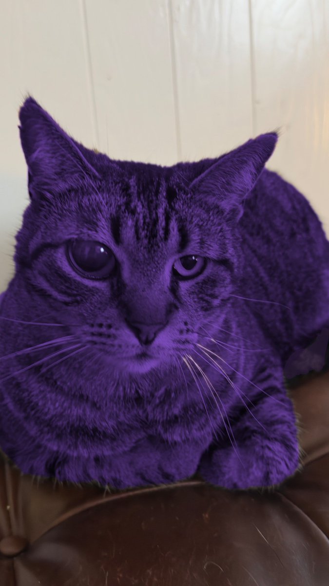 Corb 🐊 tweet media