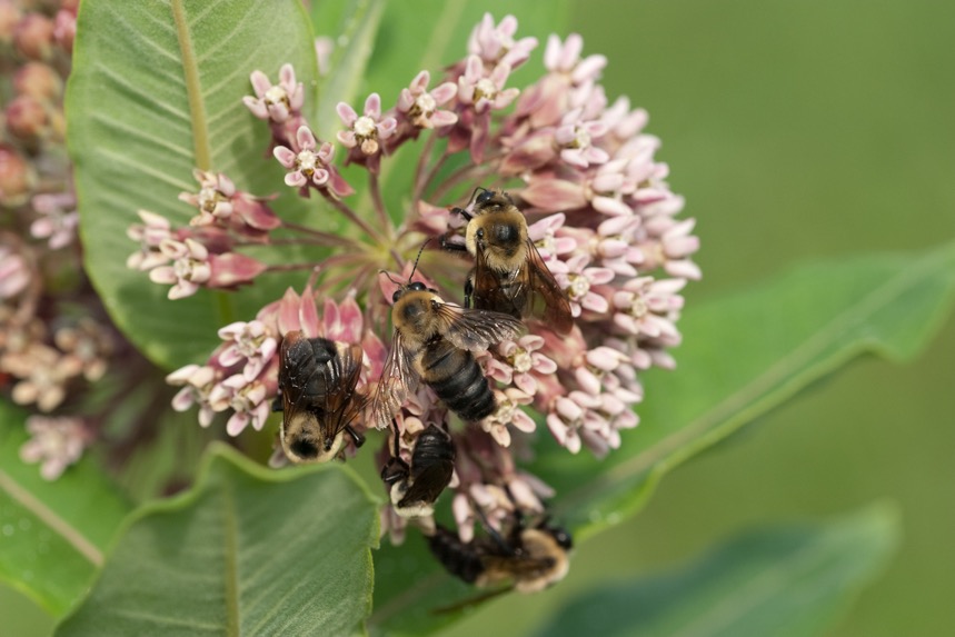 Give A Shit About Nature tweet media