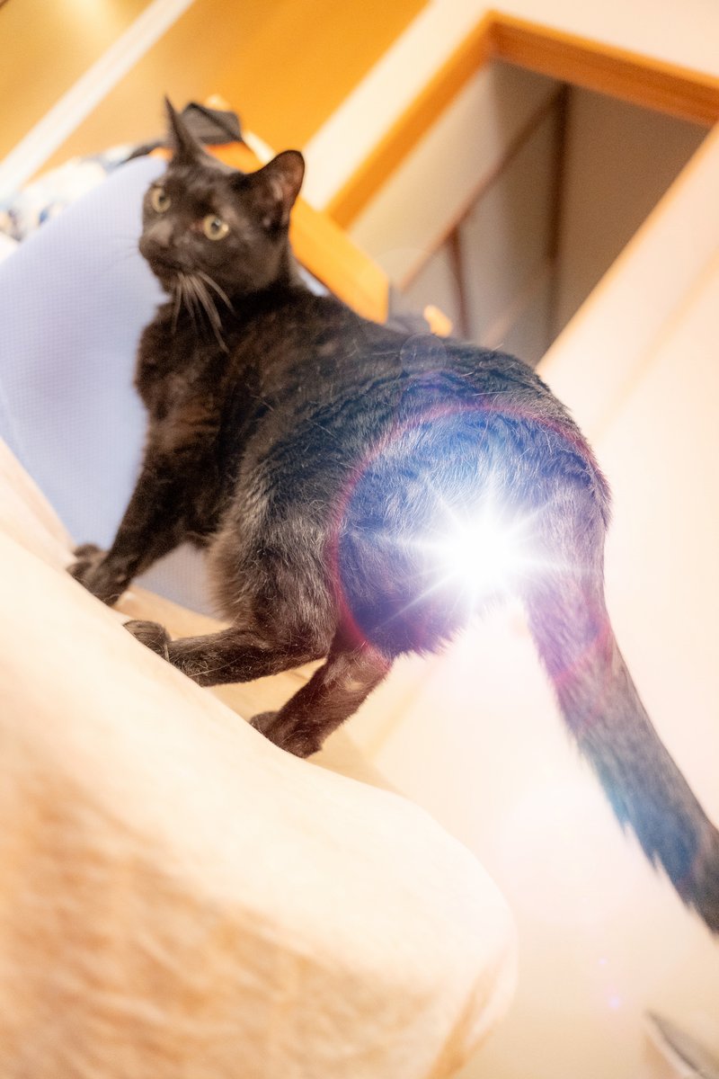 NoRi/ImpCats@GVB tweet media