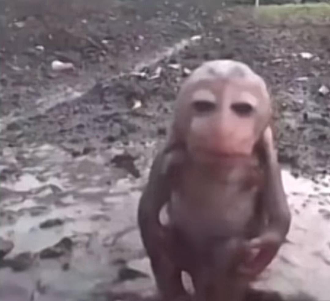 madonna de camisola tweet media