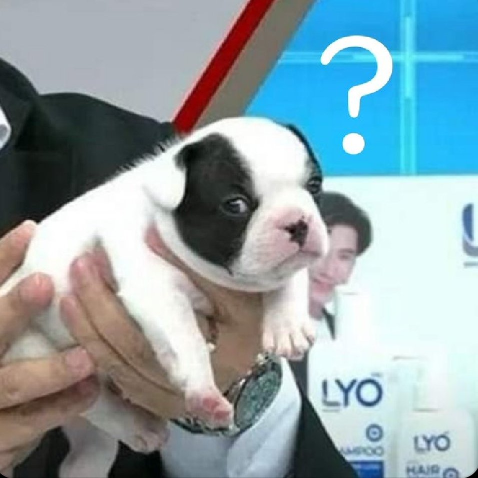 Random_JustRandom tweet media