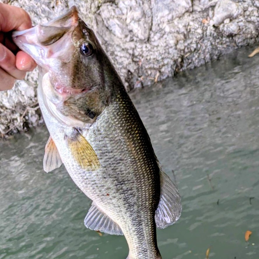 釣船小川亭@相模湖 tweet media