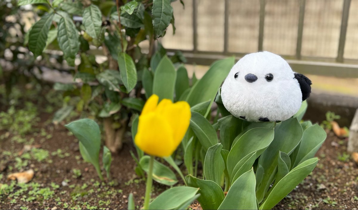 ムク🏕️ tweet media