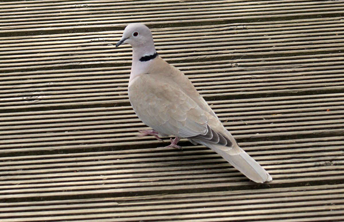 a_london_pigeon's tweet image. 📷  Morvien Lloyd @MorvienR 
Collared Dove (Streptopelia decaocto) #WorcesterPark #Surrey
Original tweet: 
x.com/MorvienR/statu…