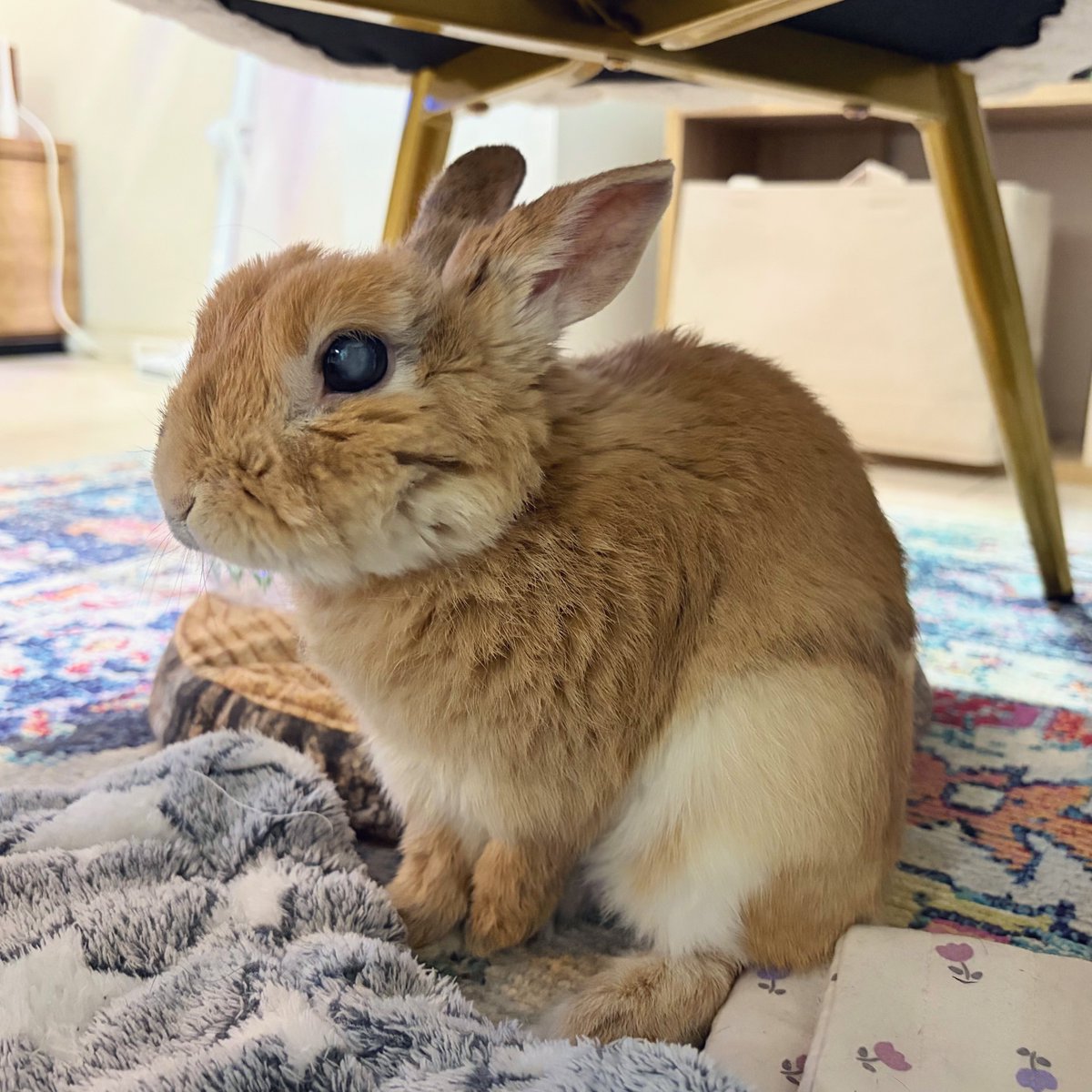 おはバニやで〜🐰☀️
今日はお毛毛をむしられてちょっと不満げなワシがきんむぎ曜日をお知らせしますやで〜🍻