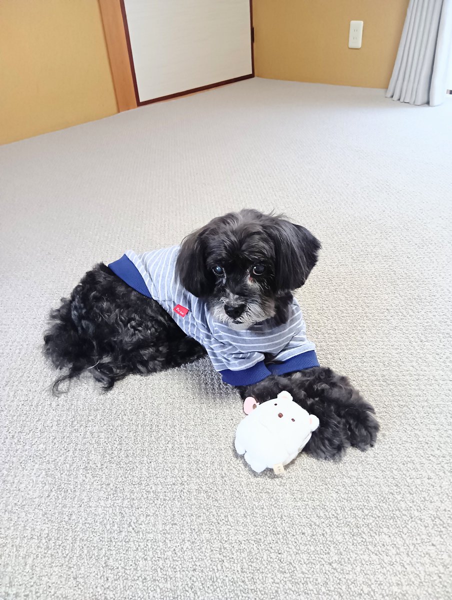 凛子としょうた2 tweet media