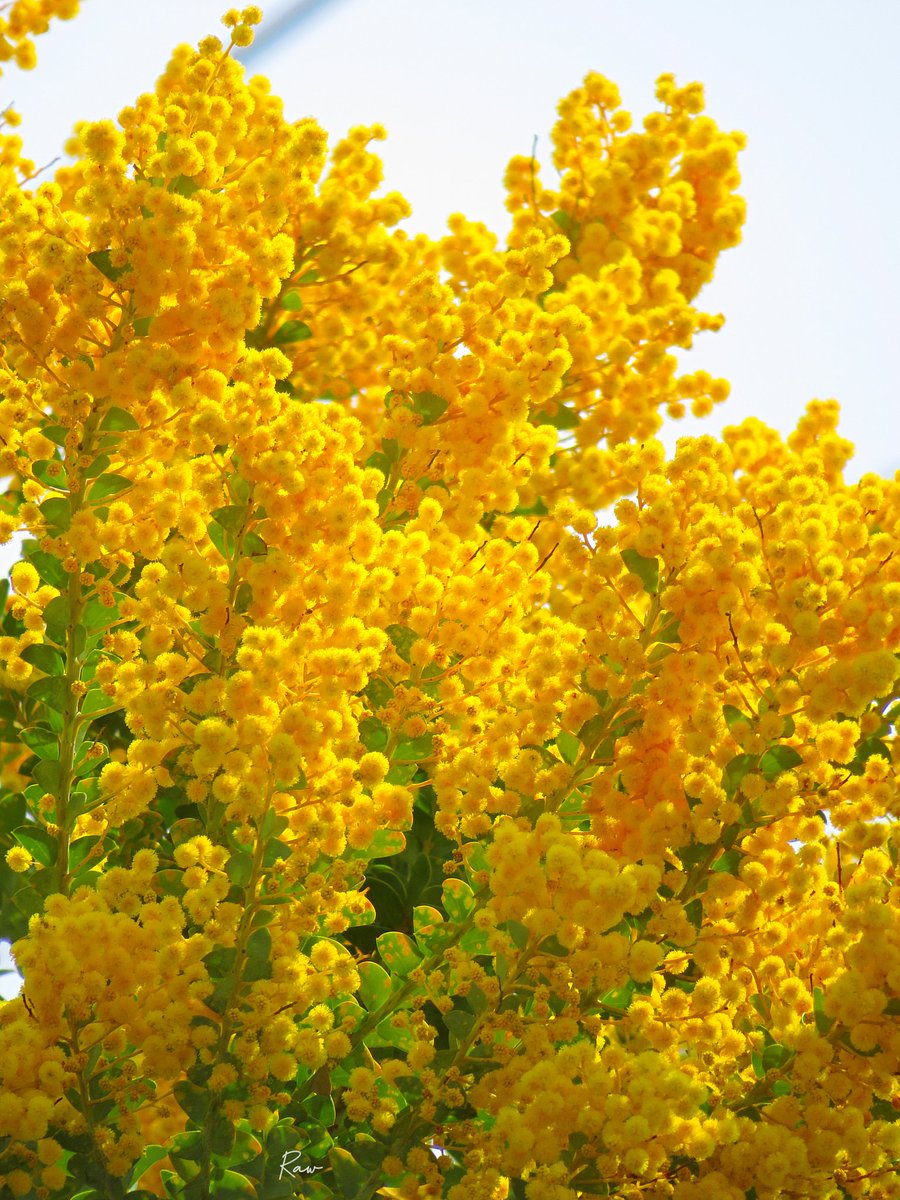 Raw（週１回金曜日投稿） tweet media