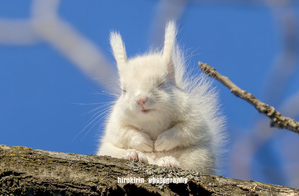 hirokirin_photography 可愛いモフモフを届ける人📸 tweet media