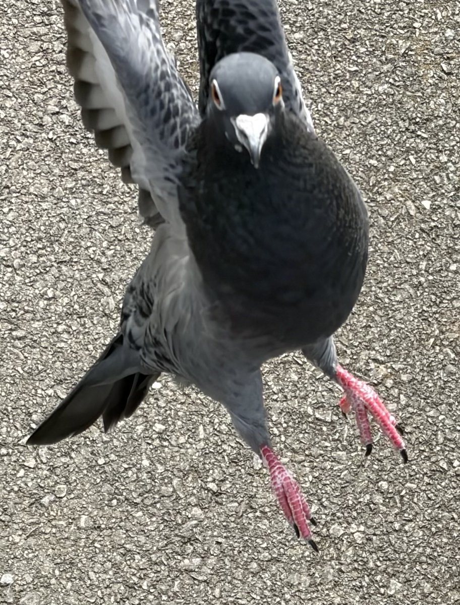 BromptonBunch's tweet image. Sylvia does aerobatics! #Pigeons