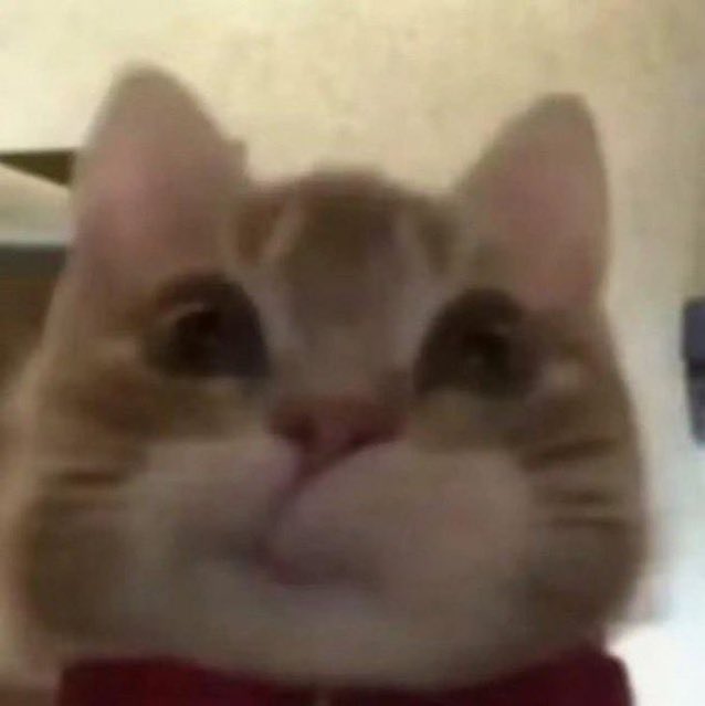 Alleafar tweet media