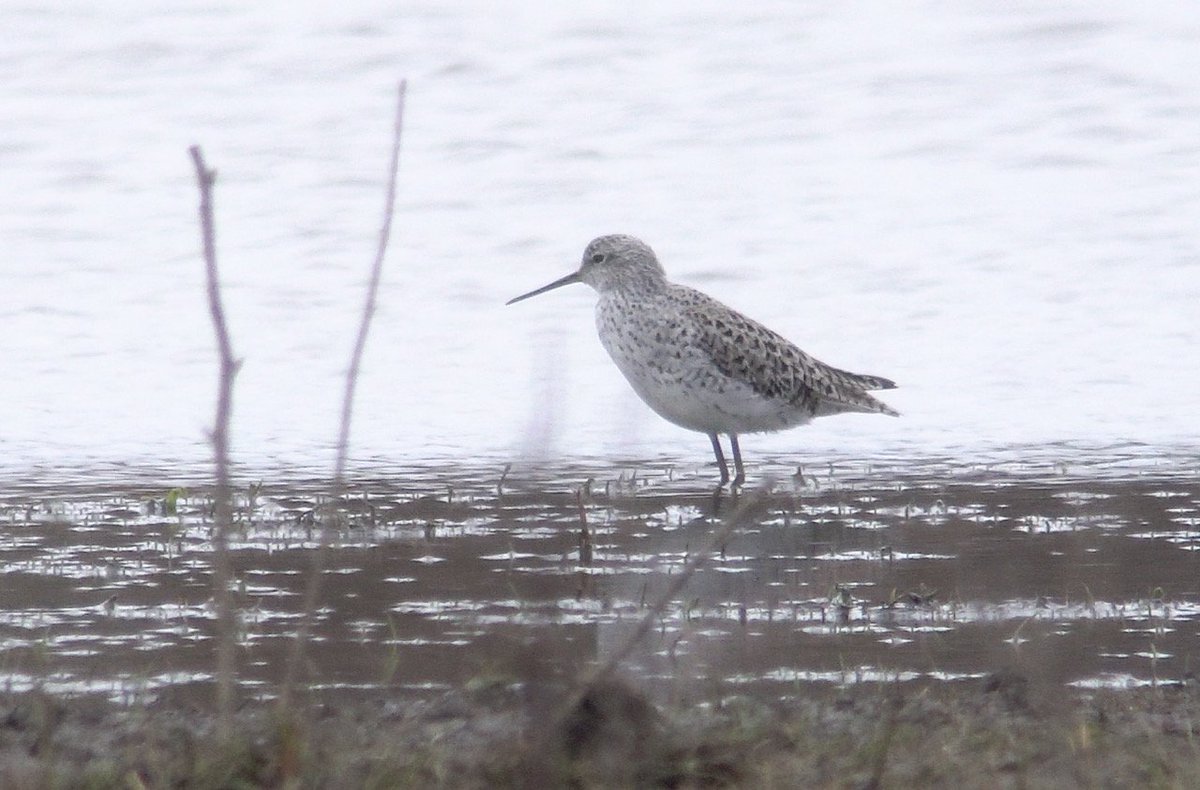 steclifton1's tweet photo. A few of the Marsh Sandpiper at Boldon Flats this afternoon. Great bird to see in the north-east, constantly feeding and on show almost continuously @RareBirdAlertUK @BirdGuides https://t.co/NclJY2mext