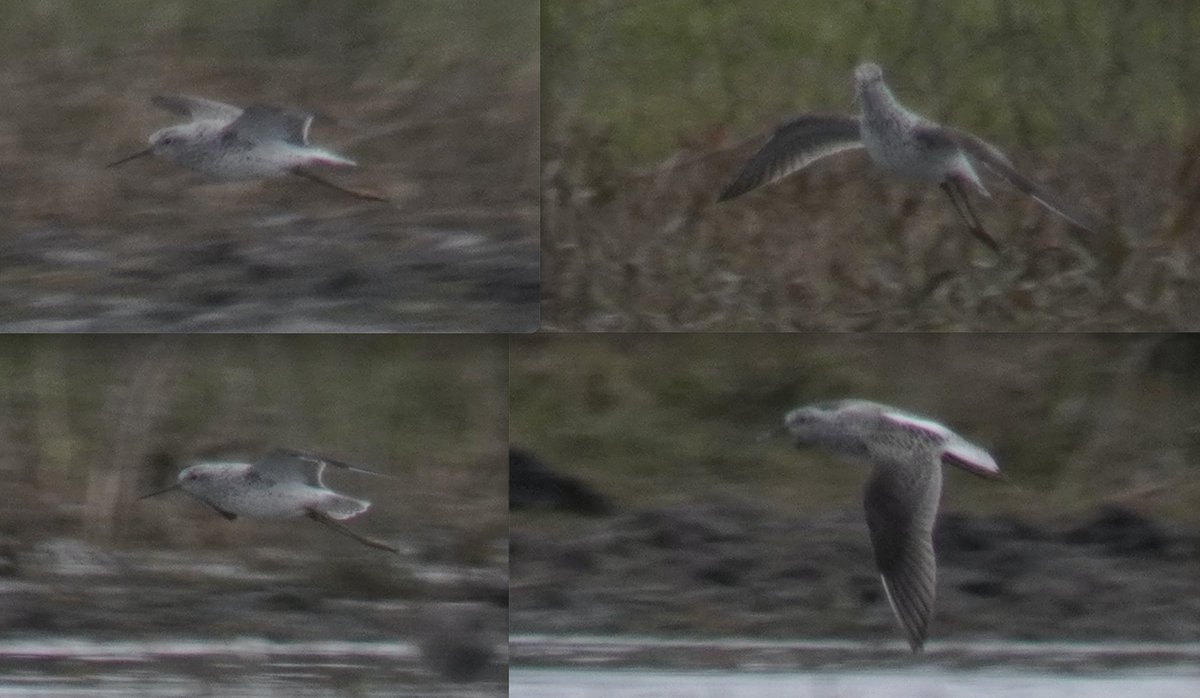 steclifton1's tweet photo. A few of the Marsh Sandpiper at Boldon Flats this afternoon. Great bird to see in the north-east, constantly feeding and on show almost continuously @RareBirdAlertUK @BirdGuides https://t.co/NclJY2mext
