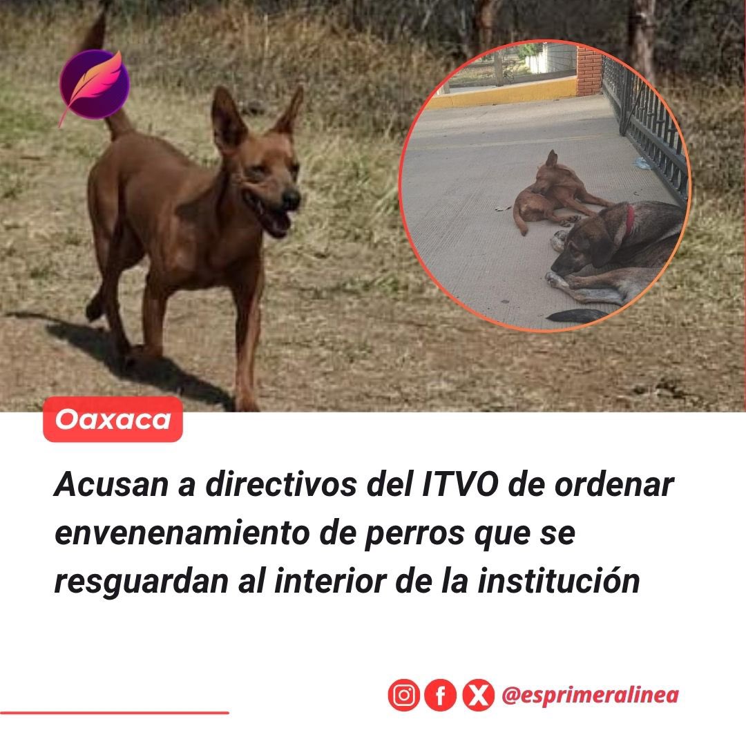 María de los Ángeles tweet media