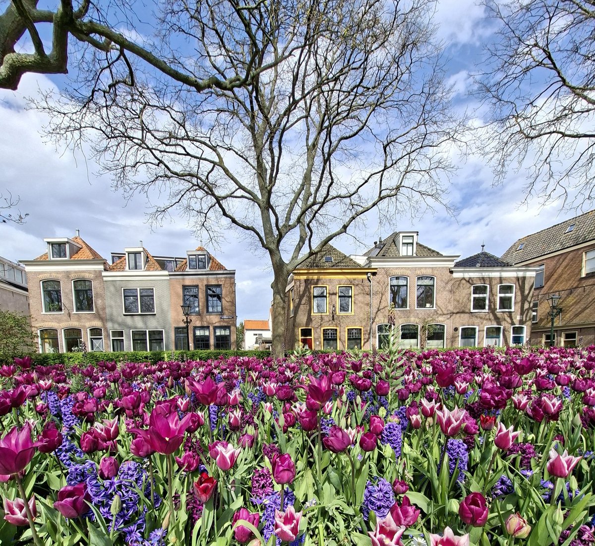 mark_mijdus's tweet image. Voor het slapen gaan nog even een #lente plaatje uit Alkmaar. 🌷