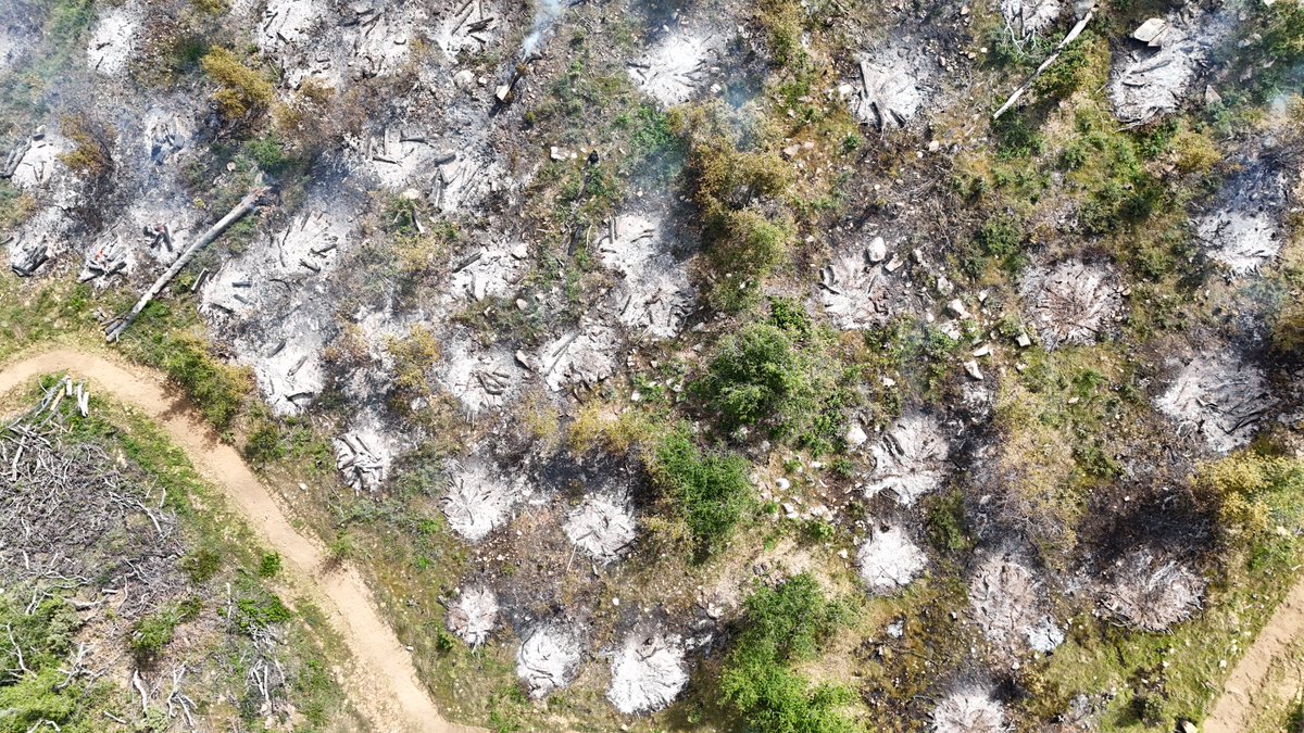 CALFIRE_ButteCo's tweet image. #Phoenix [update] Today's burn operation was very successful. We got good consumption of the piles of fire fuel, and the project finished ahead of schedule. This morning, smoke was visible from the valley floor around Oroville as our crews lit 500 piles and monitored the results.