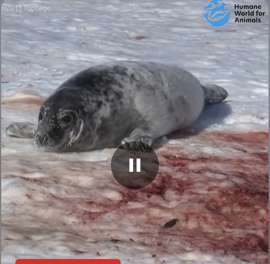 Tamara Cassidy, Vegan, Animal Liberation Activist tweet media