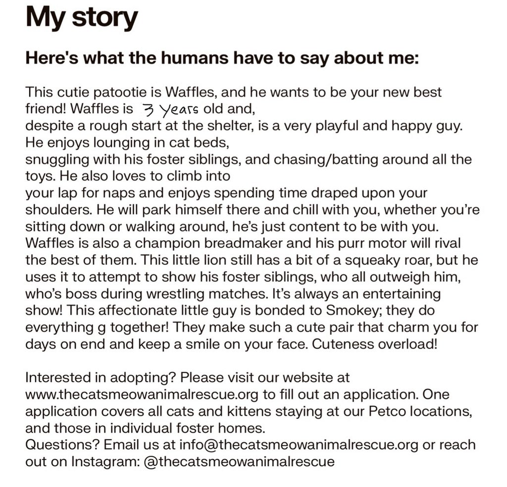 The Cat's Meow tweet media