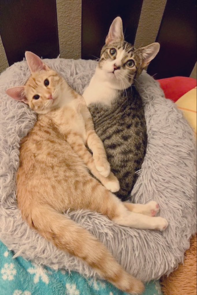 The Cat's Meow tweet media