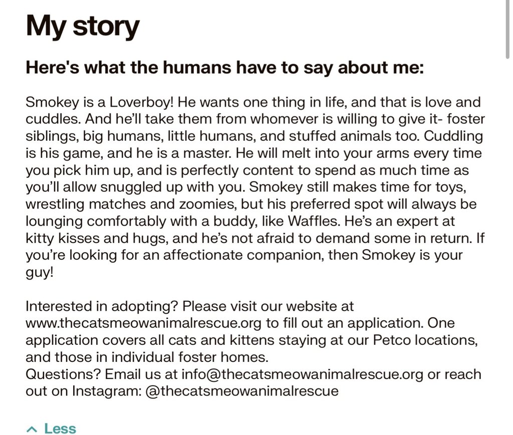 The Cat's Meow tweet media