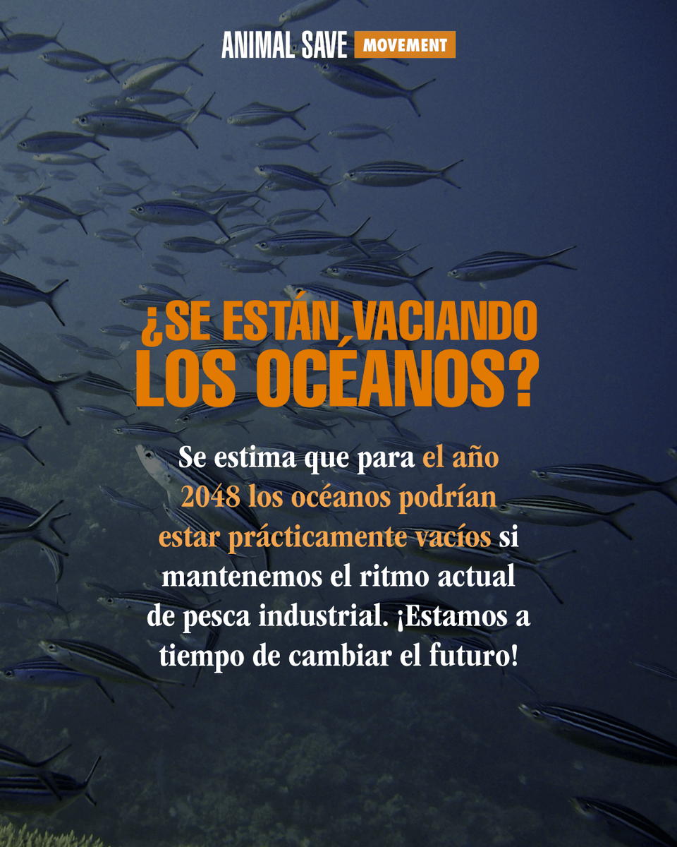 AnimalSavePUE's tweet photo. ¿Te imaginas un océano sin peces? No estamos tan lejos de ese posible escenario... ⏳

#HazteVegan #LiberaciónAnimal https://t.co/MuPdEMl00M
