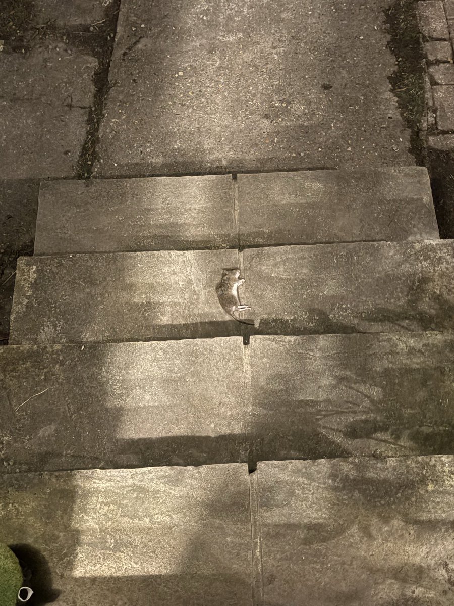 DevelopingH tweet media