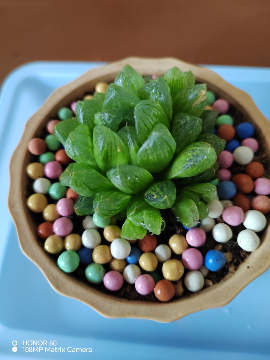 jackie o tweet media