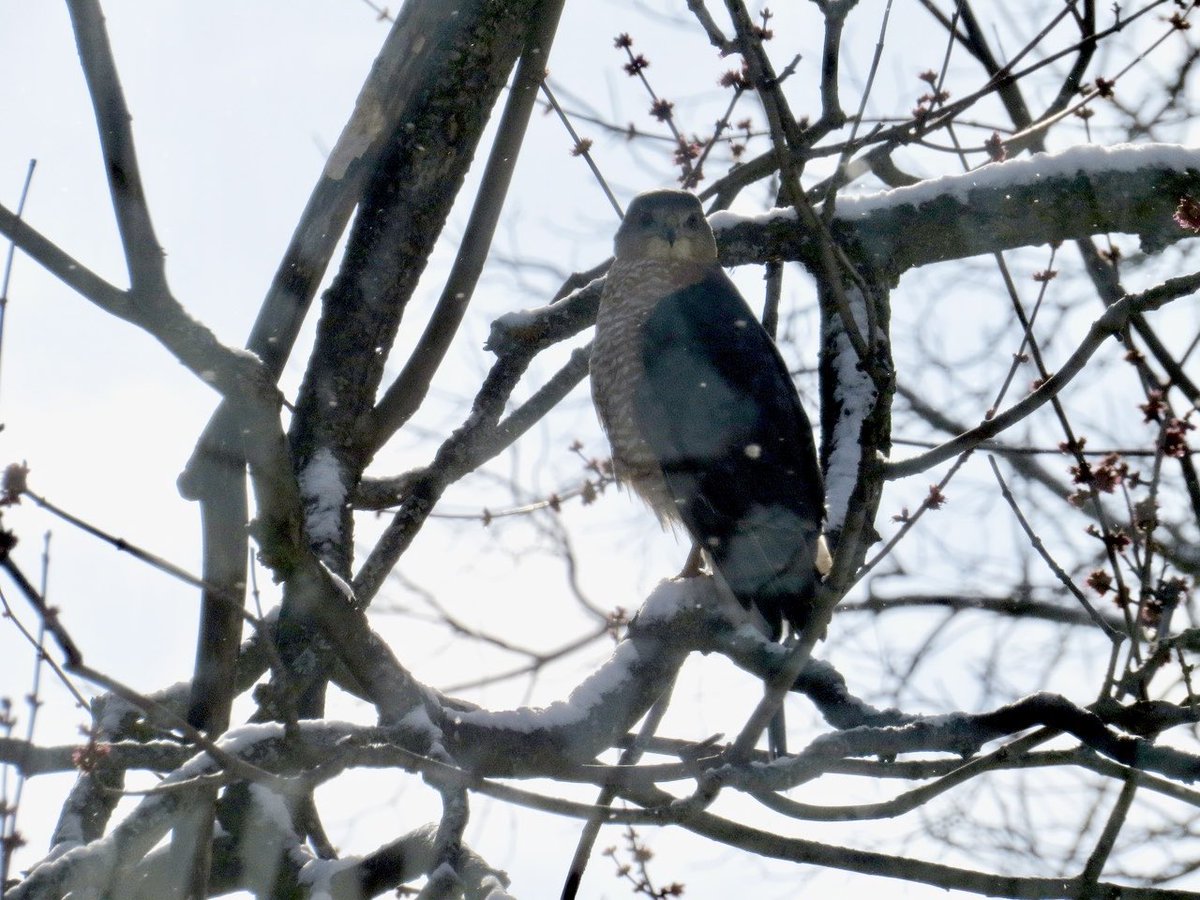 💐🌺🍁🦖🦕🐿🐞🐝🦋🐈🐈‍⬛ tweet media