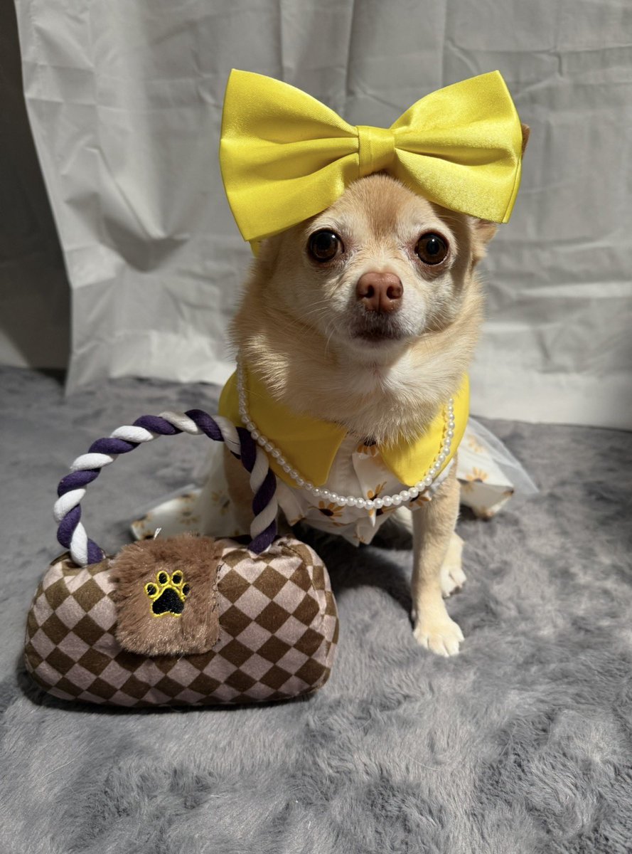 Pomchi_Puppy's tweet image. It’s a warm autumn day today so I’m wearing my Sunflower dress to go out today 🐾

#tinkerbellthepomchi #dogsofx #pomchi #tatertotsquad