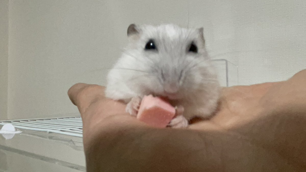 うなちゃんと呼んでね🐯🐹🌸🌺🐌 tweet media