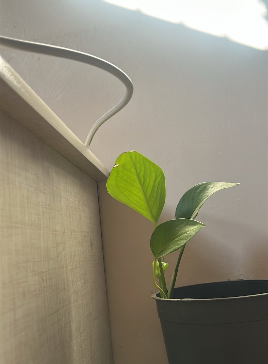 سارَّة المبارك tweet media