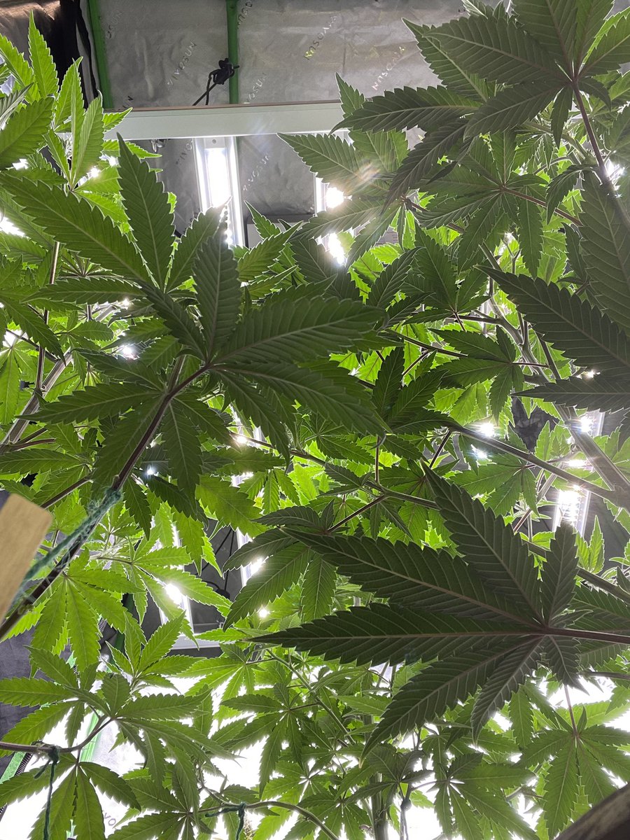 Welcome to the Jungle 🎶🎸🔥 #weed+#music=#happy