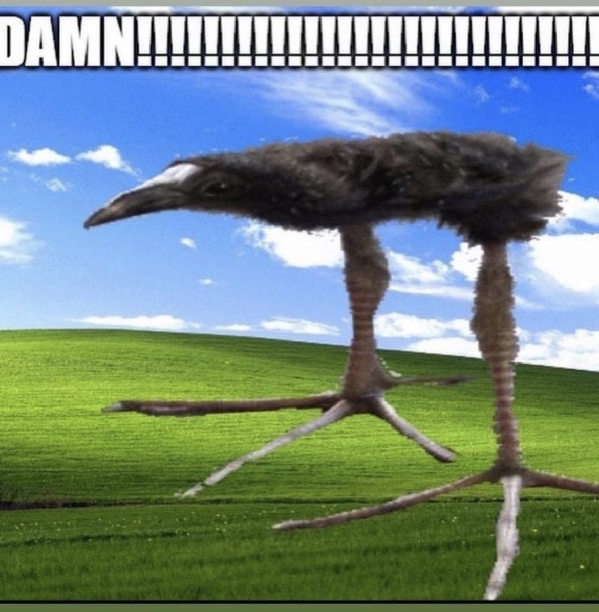 Temtem 🏕️ Pioneers Kickstarter now LIVE! tweet media