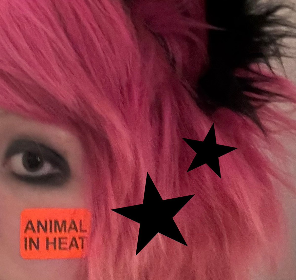 kitty :3 tweet media