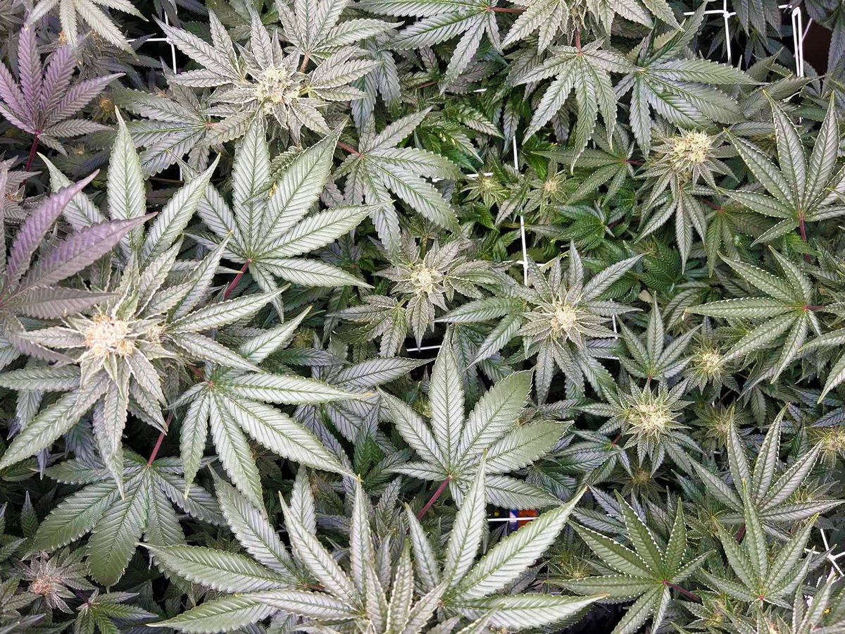 🌿 LUXURY FARM
Un nouveau projet de production, né dans la continuité directe de notre exigence.

Après des années dédiées à la sélection, nous franchissons une étape supplémentaire :
produire, pour appliquer cette précision à chaque paramètre du processus.

Culture indoor en