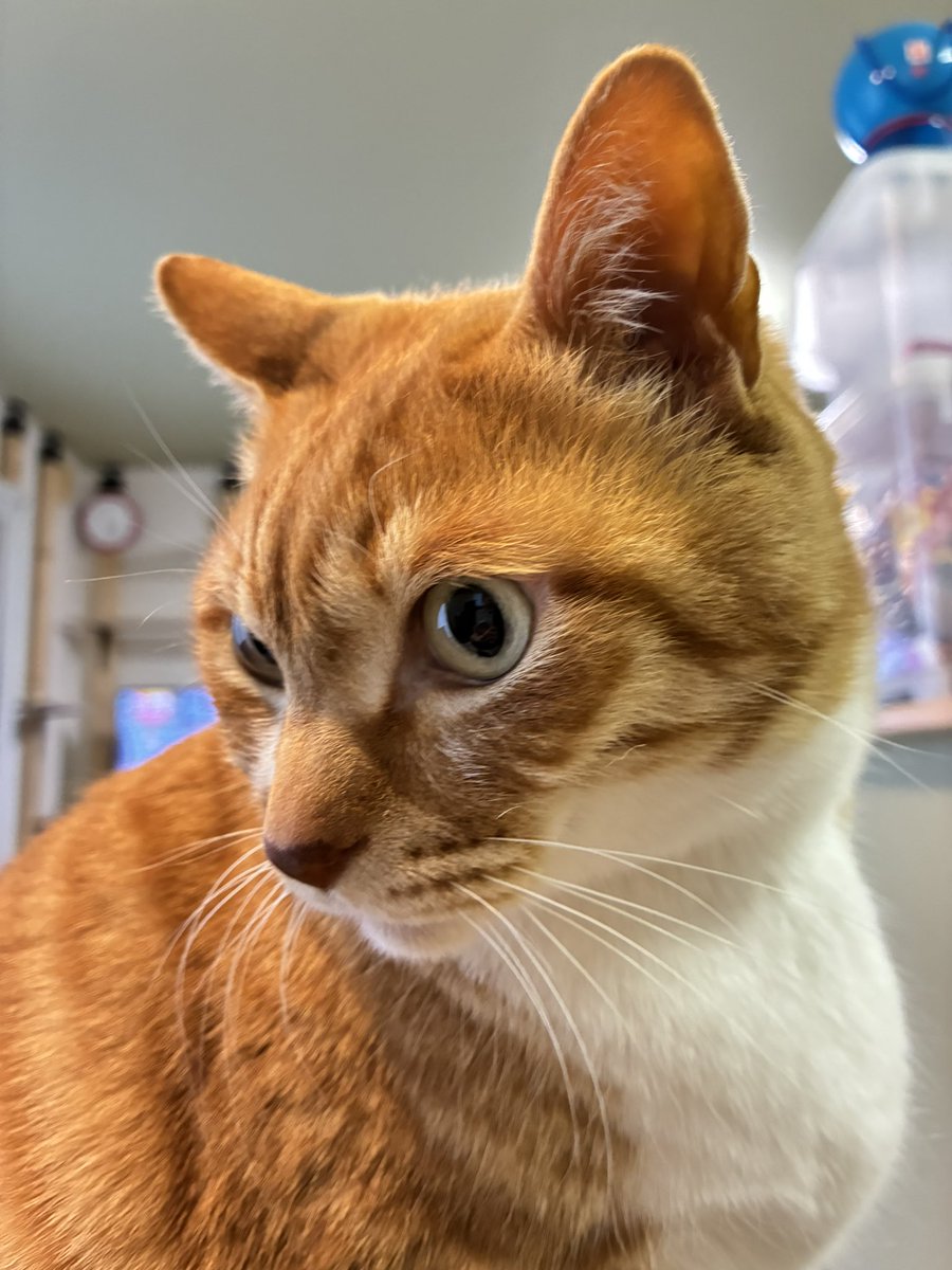 ねいまるる tweet media