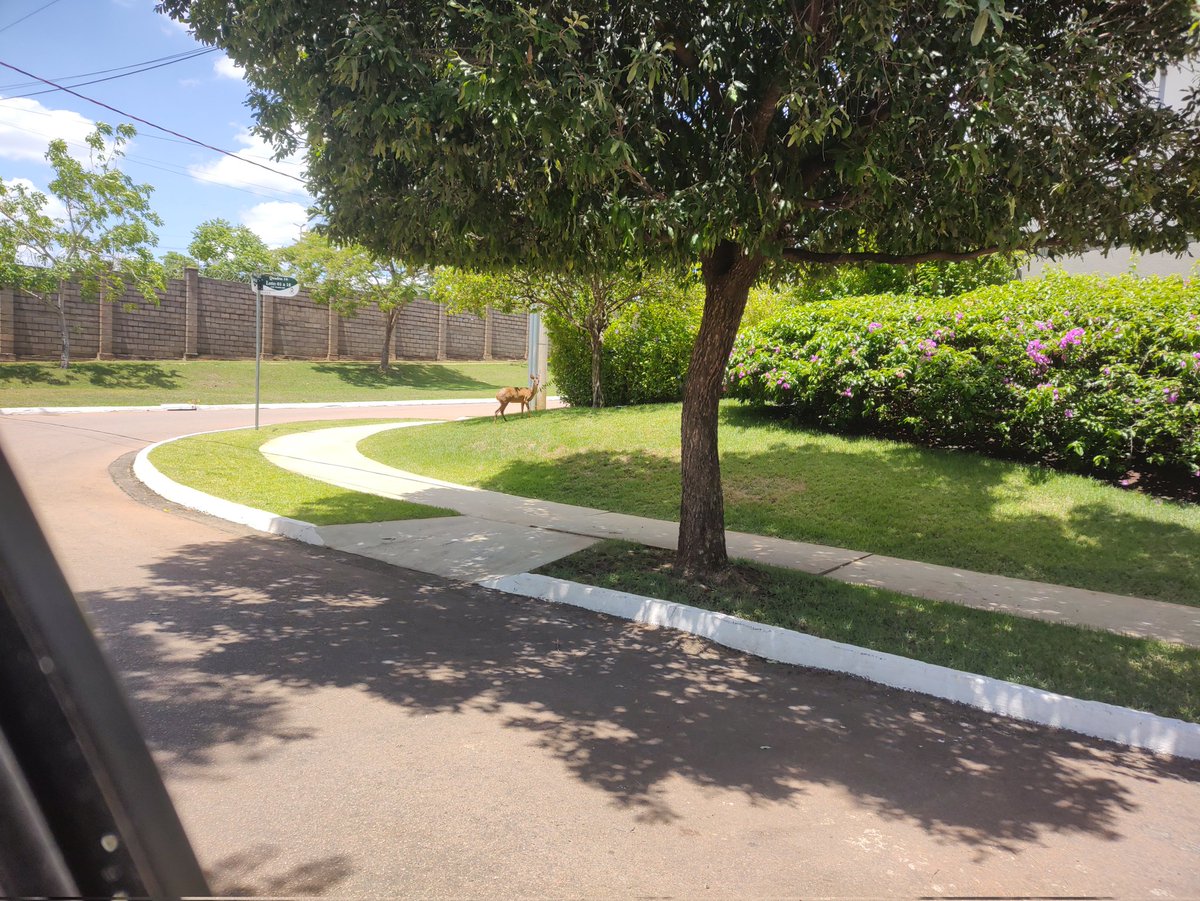 Claudio Formighieri tweet media