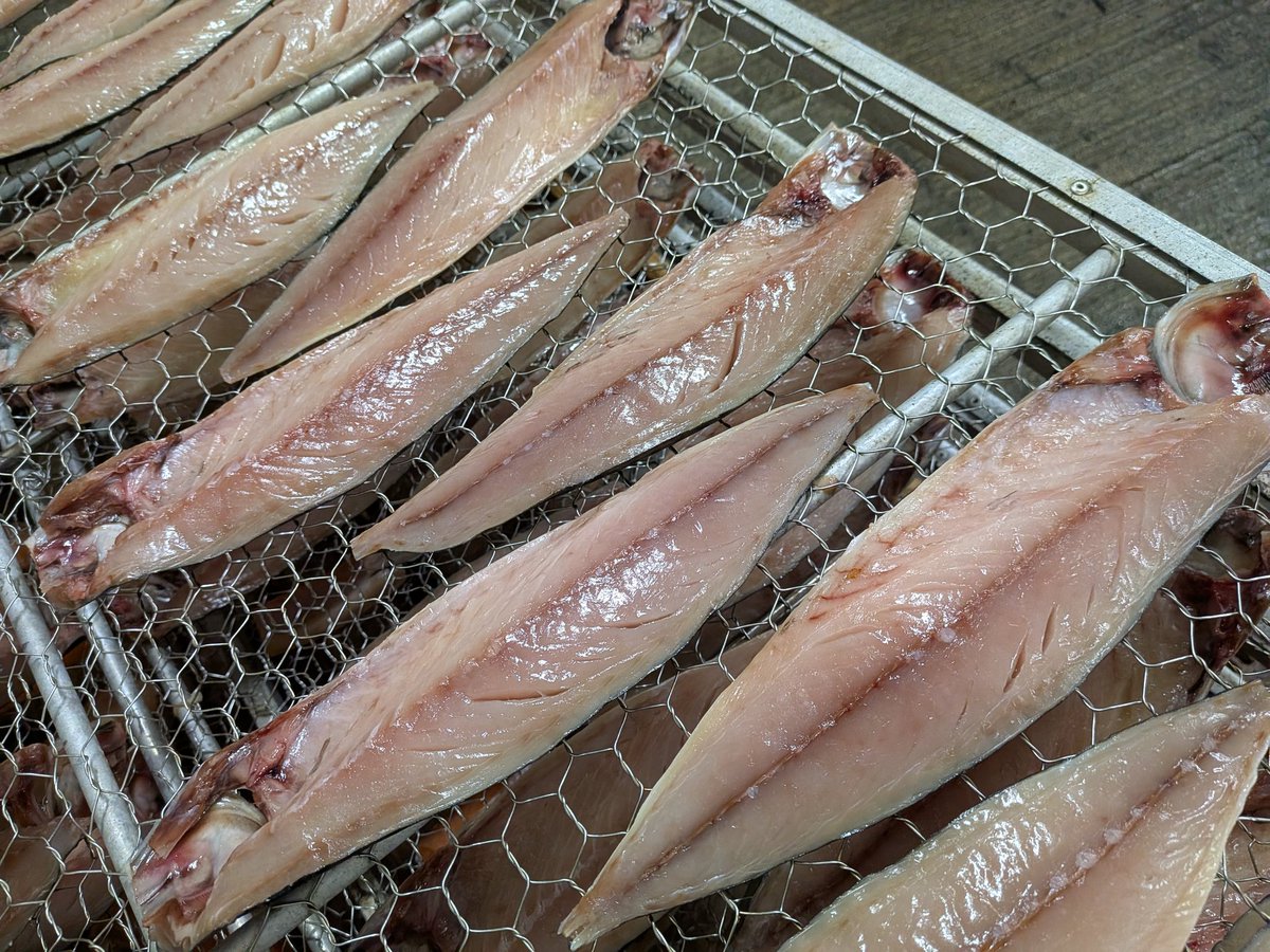 すなぼしのさば🐟⚓(川正商店の嫁アカ) tweet media