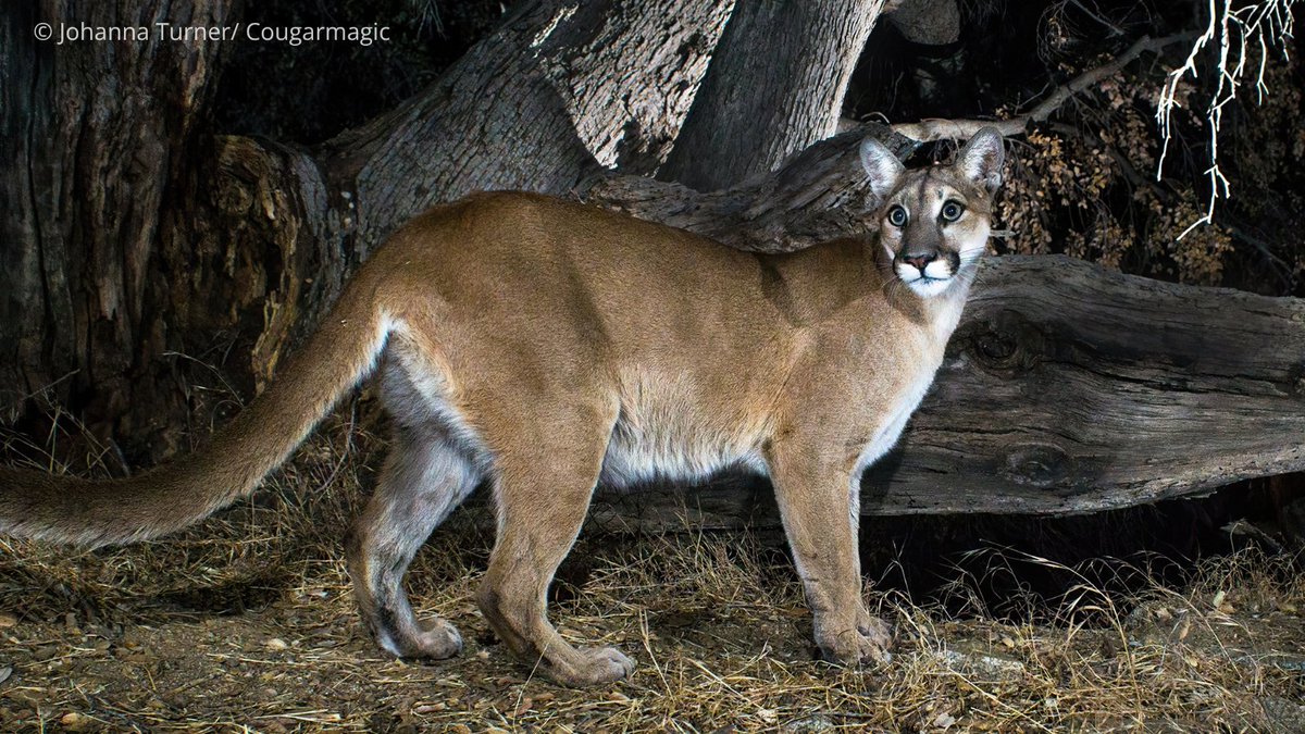 Cougar Conservancy tweet media