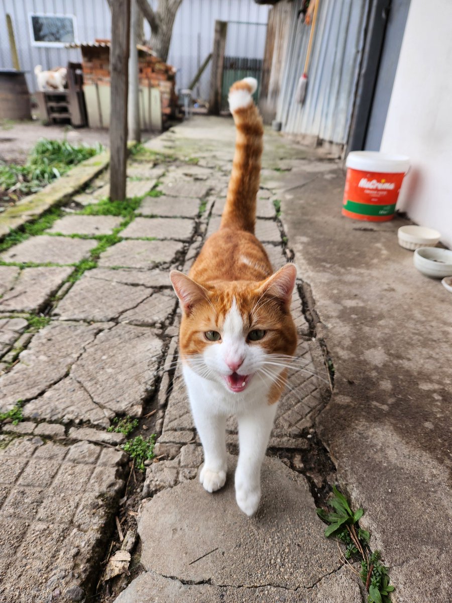 Kalansus 🍙 tweet media