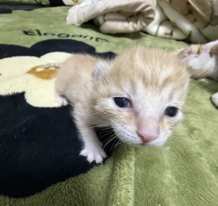 𝓝⋆ꫀׁׅܻᨵׁׅꪀׁׅ 🍴 — info no fix 📌 tweet media