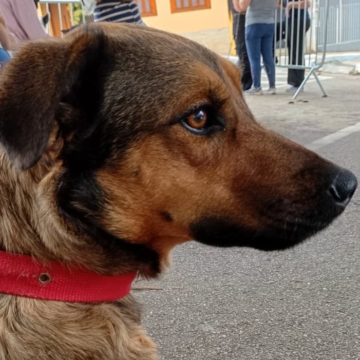 Cãogonhal - Proteção Animal tweet media