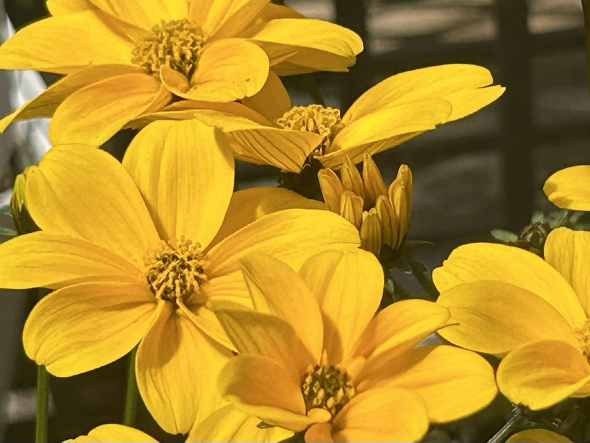 英美ちゃん tweet media