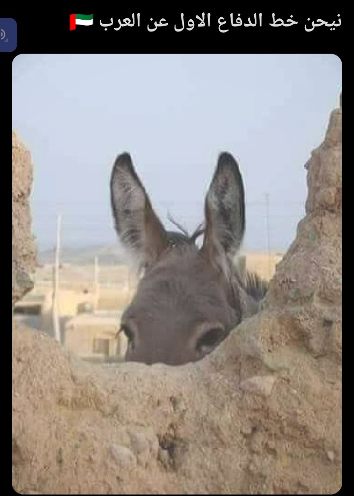 آلمۘـ؏ـٺصمۘ بالله𐩱𐩡𐩣𐩲𐩩𐩮𐩣 𐩨𐩡𐩡𐩠 tweet media