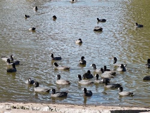 LWSelfStorage's tweet photo. Escape to Long Beach’s El Dorado Park! Explore 640 acres of hiking, fishing, and archery. Whether you’re bird-watching or dodging geese, find out why this park is a local treasure and how to make room for all your outdoor gear. https://t.co/zlQgsUe562 https://t.co/VYMWBhUBOd