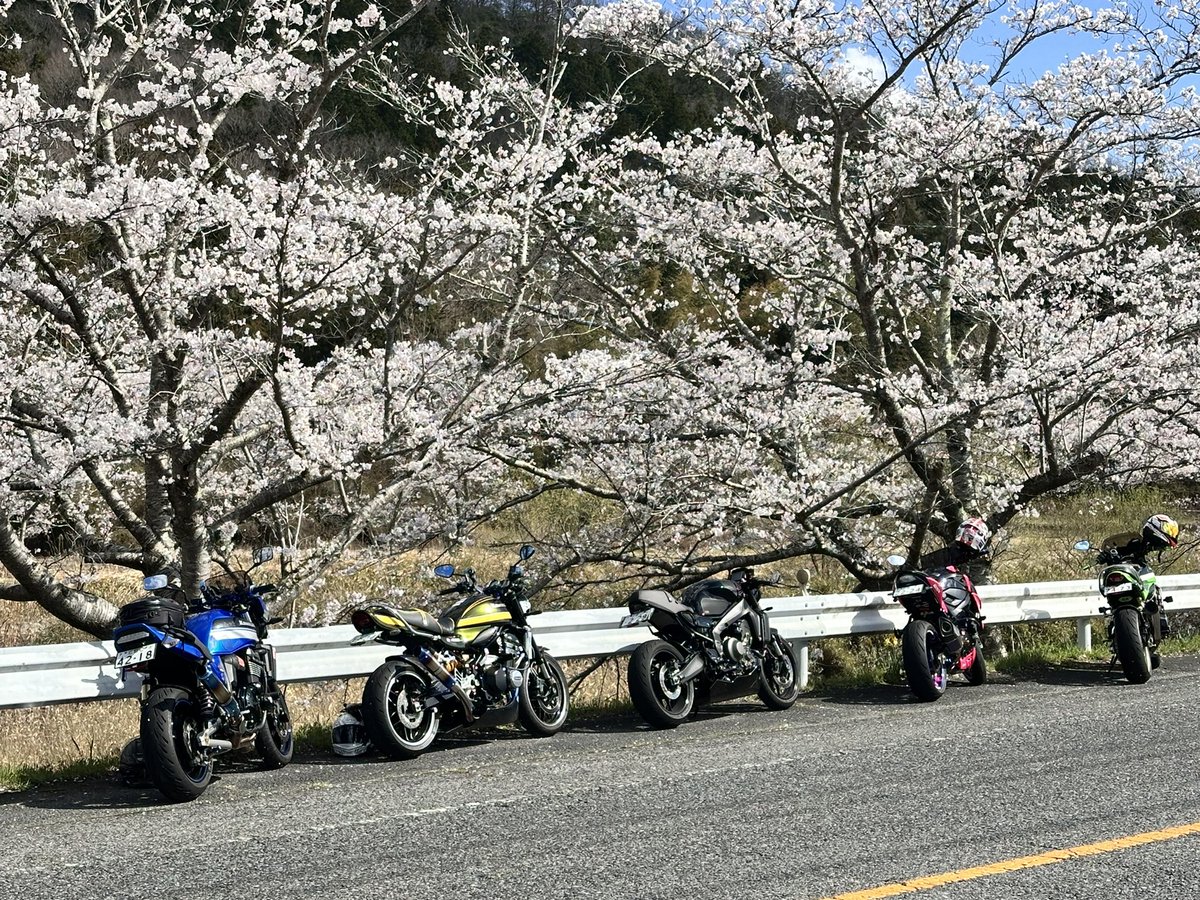 snow10nobu's tweet photo. おはモー🥱ノブっす
ツーリング愛機と桜編🌸
三次の千本桜と青空と愛機🏍️
美しすぎて感動よ🥹
ぶちくそ良かった😍
#今日もhappyにヨロシク👍
#z900rs
#ダエグ
#gsx750
#xsr900 https://t.co/viX8tXngue