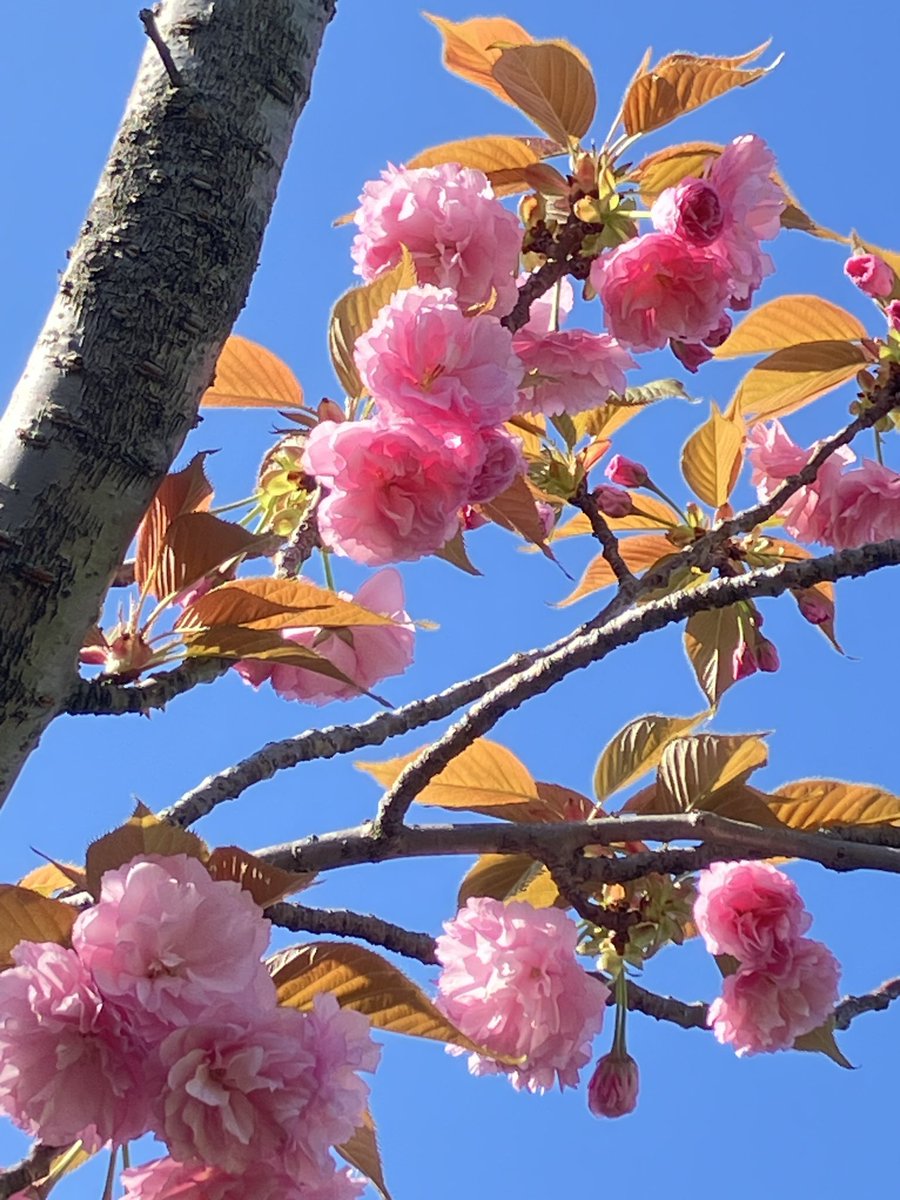 かえるちゃん🐸(かえるのしっぽ🐸🍤) tweet media