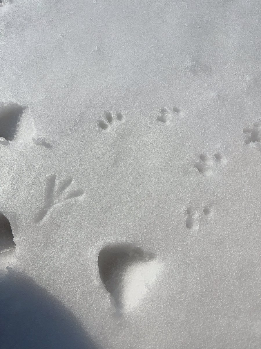 如月 愛海 (きさらぎ めぐみ) tweet media